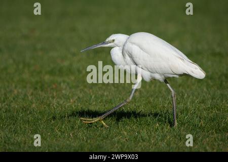 Little egret (Egretta garzetta) a Perth, Tayside, Scozia, Regno Unito. Foto Stock