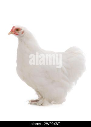 Gallina bianca isolata su sfondo bianco Foto Stock