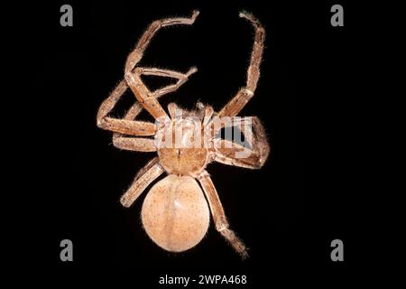 Ragno Huntsman, Olios argelasius, Parco Nazionale di Ankarafantsika, Madagascar Foto Stock