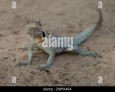 Cuviers Madagascar Swift, Parco Nazionale Ankarafantsika, Madagascar Foto Stock