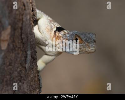 Cuviers Madagascar Swift, Parco Nazionale Ankarafantsika, Madagascar Foto Stock