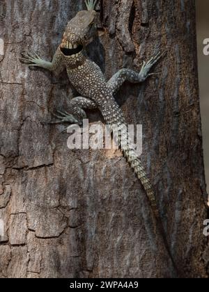 Cuviers Madagascar Swift, Parco Nazionale Ankarafantsika, Madagascar Foto Stock