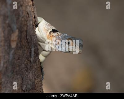 Cuviers Madagascar Swift, Parco Nazionale Ankarafantsika, Madagascar Foto Stock