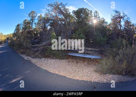 Un alce femmina che uscì dalla foresta lungo il Greenway Trail che corre tra Pima Point e Monument Creek Vista al Grand Canyon Arizona. Foto Stock