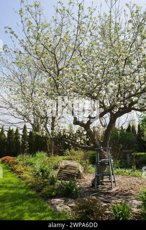 Antica scala di legno blu sotto il bianco Malus domestica fiorito - albero di mele al confine nel giardino del cortile in primavera. Foto Stock