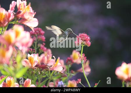 Colibrì californiano con Valeriano Rosso e Alstromeria Foto Stock