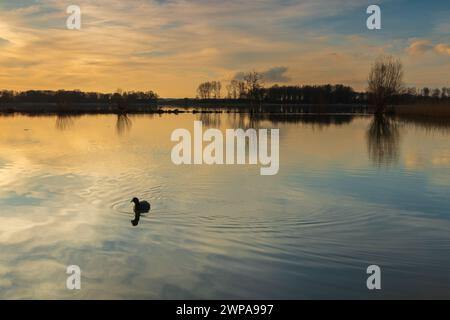 Coot in acqua durante un tramonto colorato. Una serata tranquilla sull'acqua dell'area ricreativa di Geestmerambacht. Foto Stock