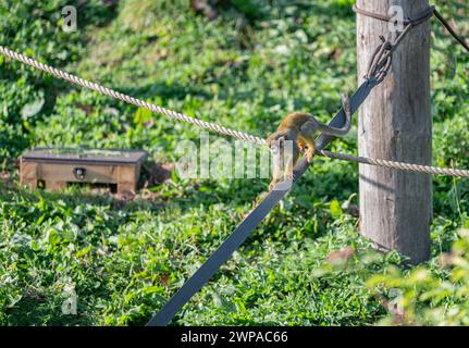 Scimmie scoiattolo comuni allo zoo di Edimburgo, Edimburgo, Scozia Foto Stock