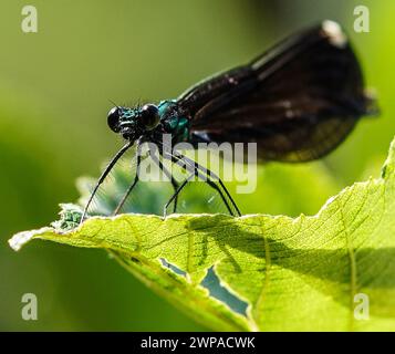 Una grande dragonfly nera appollaiata su una foglia, creata con una fotocamera mirrorless. Foto Stock
