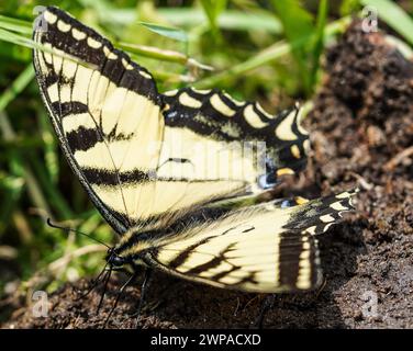 Una bellissima farfalla tigre a coda di rondine che poggia sul terreno, creata con una telecamera mirrorless. Foto Stock