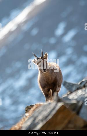 Stambecco alpino o capra selvatica (femmina, stambecco Capra) in piedi su rocce in cima ad una vetta nel suo tipico habitat alpino. Montagne delle Alpi, Italia. Wint Foto Stock