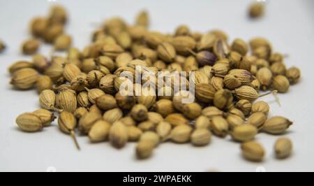 Il coriandolo, noto anche come coriandolo, è un'erba annuale della famiglia delle Apiaceae. Tutte le parti della pianta sono commestibili, ma le foglie fresche e i semi essiccati Foto Stock