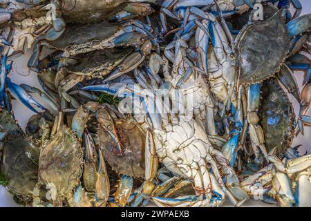 Vista dall'alto verso il basso molti callinectes sapidus granchi blu - questi granchi, nativi delle coste atlantiche americane, stanno invadendo il mondo, causando innumerevoli iss Foto Stock