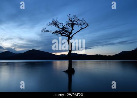 Una lunga esposizione ha attenuato le increspature sul lago Lomond all'albero solitario che cresce nell'acqua a Milarrochy Bay dopo il tramonto. Foto Stock