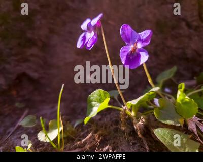 Viola legno, il suo nome scientifico è Viola odorata Foto Stock