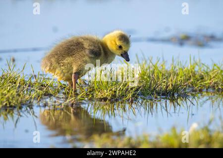 Primo piano di una gallina d'oca canadese, Branta canadensis, con riflesso, che nuota in uno stagno. Foto Stock