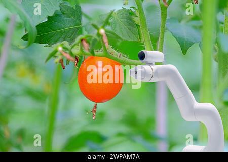 Sistema robotico intelligente installato sul giardino dei pomodori per aiutare gli agricoltori a lavorare e raccogliere i prodotti, Smart Farm 4,0 Concept Foto Stock