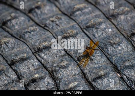 Un primo piano di una libellula su coccodrillo Foto Stock