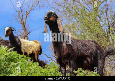 Spaventoso cerca capre arabe in mezzo alla natura tra le piante (Qurban in Eid al-Adha mubarak) pecore, capre, agnelli nei paesi islamici e arabi Foto Stock