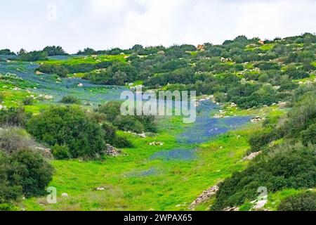 Tappeti di Lupinus pilosus blu in Israele. Lupinus pilosus, comunemente noto come lupino blu nelle colline pedemontane della Giudea Foto Stock