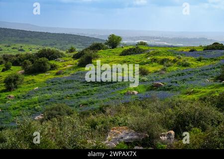 Tappeti di Lupinus pilosus blu in Israele. Lupinus pilosus, comunemente noto come lupino blu nelle colline pedemontane della Giudea Foto Stock