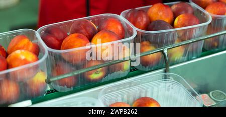 Scatole in plastica con pesche sul trasportatore di una linea di confezionamento automatico della frutta Foto Stock