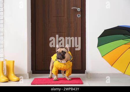 Bel bulldog francese con impermeabile vicino alla porta nel corridoio Foto Stock