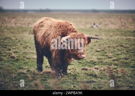 Carne di manzo delle Highland in un campo verde. Foto di alta qualità Foto Stock