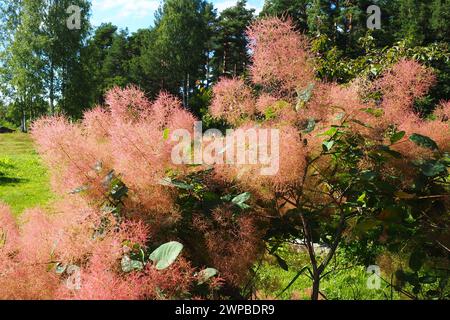 Cotinus coggygria, SYN. Rhus cotinus, il moschetto europeo, il moschetto eurasiatico, l'albero di affumicatura, il cespuglio di affumicatura, l'evocazione veneziana, o evocazione del Dyer, è una Foto Stock