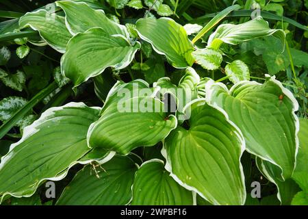 L'Hosta plantaginea, il giglio profumato della piantana o giglio d'agosto, è una specie di pianta in fiore della famiglia delle Asparagaceae. I cespugli di hosta in fiore Foto Stock