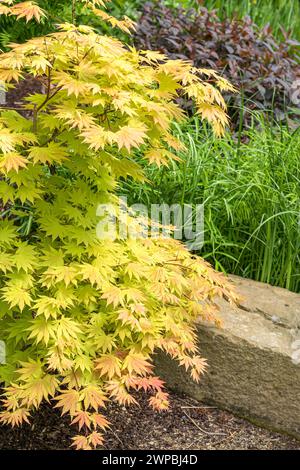 Acero Shirasawa, acero Fullmoon (Acer shirasawanum "Autumn Moon", Acer shirasawanum Autumn Moon), cultivar Autumn Moon Foto Stock