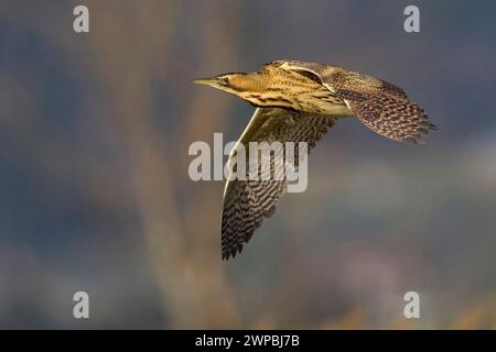 Bittern eurasiatico, bittern grande (Botaurus stellaris), in volo, vista laterale, Italia, Toscana Foto Stock