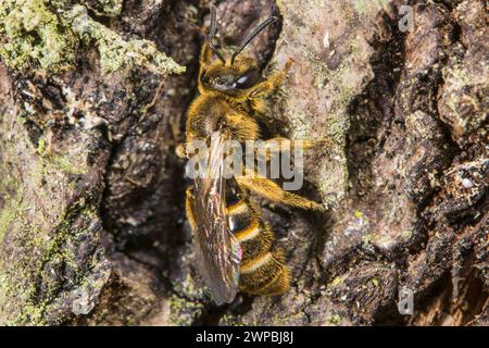 Ape sudore (Lasioglossum calceatum), femmina a corteccia, Germania Foto Stock
