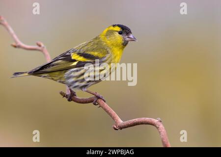 sipelli di abete rosso, sipelli eurasiatiche, sipelli europee, sipelli comuni, sipelli (spinus spinus, Carduelis spinus), maschio appollaiato su un ramoscello, vista laterale, Italia, T Foto Stock