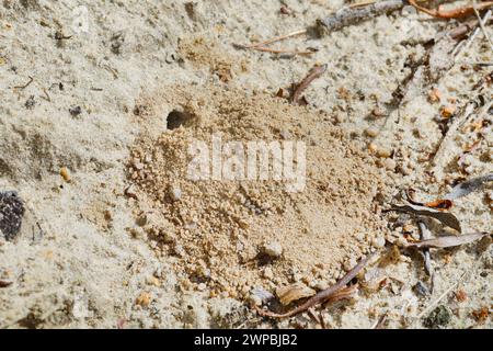 Vespa, Bee-killer (Philanthus triangulum, Philanthus apivorus), nido-entrata in terra sabbiosa, Germania Foto Stock