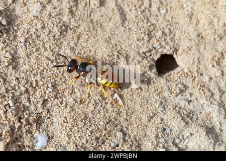 Vespa, Bee-killer (Philanthus triangulum, Philanthus apivorus), all'ingresso del nido, Germania Foto Stock