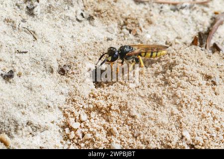 Vespa, Bee-killer (Philanthus triangulum, Philanthus apivorus), all'ingresso del nido, vista laterale, Germania Foto Stock