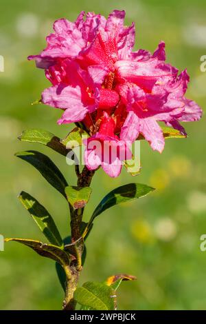 Rosa alpina con lievito ruggine, rosa delle nevi, alpenrose con lievito ruggine, alprosa con lievito ruggine (Rododendron ferrugineum), ramo in fiore, Austria, Tirolo Foto Stock