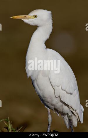 Escorto di bestiame, airone con spallamento, Escorto di bestiame occidentale (Ardeola ibis, Bubulcus ibis), in piedi, sguardo laterale, Italia, Toscana Foto Stock