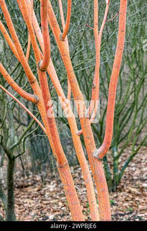 Moosewood, acero striato, acero cortecciato con serpente (Acer pensylvanicum 'Erythrocladum', Acer pensylvanicum Erythrocladum), rami della cultivar Erythrocladu Foto Stock