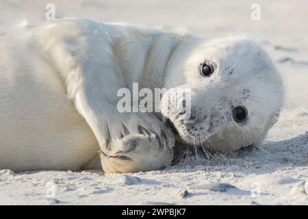 Foca grigia (Halichoerus grypus), foca con pelliccia bianca adagiata sulla spiaggia sabbiosa, Germania, Schleswig-Holstein, Helgoland, Insel Duene Foto Stock