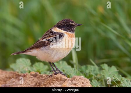 Pietra siberiana, pietra asiatica (Saxicola maurus), uomo arroccato sul suolo, vista laterale, Kuwait Foto Stock