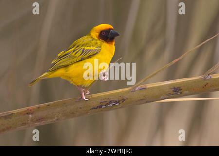 Ruppelll's weaver, Rueppell's weaver (Ploceus galbula), uomo arroccato su un ramo, vista laterale, Kuwait, Kuwait City Foto Stock