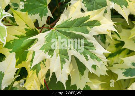 Acero di Norvegia (Acer platanoides "Drummondii", Acer platanoides Drummondii), foglie di cultivar Drummondii Foto Stock