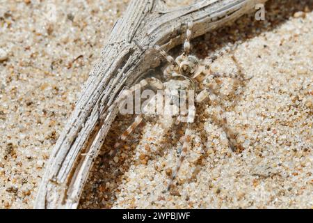 Ragno lupo, ragno di terra (Arctosa cinerea), vista dall'alto, Germania Foto Stock