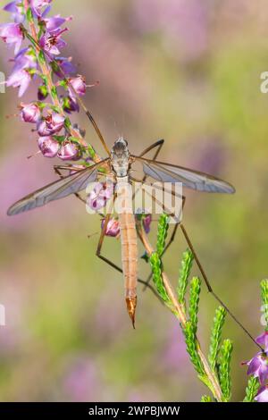 Prato cranefly, Papà Grigio-gambe lunghe (Tipula paludosa), donna seduta su erica, vista dorsale, Germania Foto Stock