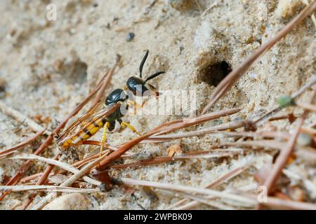 Vespa, Bee-killer (Philanthus triangulum, Philanthus apivorus), all'ingresso del nido, vista laterale, Germania Foto Stock
