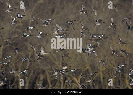 Wigeon europeo, wigeon eurasiatico (Anas penelope, Mareca penelope), decollo, vista laterale, Italia, Toscana Foto Stock