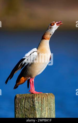 L'oca egiziana (Alopochen aegyptiacus) si trova su una palo di legno vicino al lago e richiama la Germania, la Renania settentrionale-Vestfalia Foto Stock