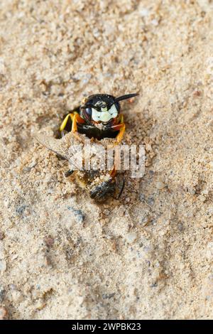 Vespa, Bee-killer (Philanthus triangulum, Philanthus apivorus), con ape preda all'ingresso del nido in terra sabbiosa, Germania Foto Stock